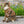 Cozy Cats Pattern Pet Hoodie - Soft Cotton Fleece - Dipaliz - Hoodies