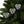 Spruce & Berries Ornaments Glossy Finish Ceramic Decor - Dipaliz - Holiday