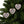 Holly Leaves Ceramic Ornaments - Festive Holiday Decor - Dipaliz - Home