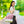 Elegant Cherry Blossom Adjustable Tote Bag - Dipaliz - Bags