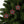 Christmas Star Ornaments – Durable Ceramic - Dipaliz - Holiday