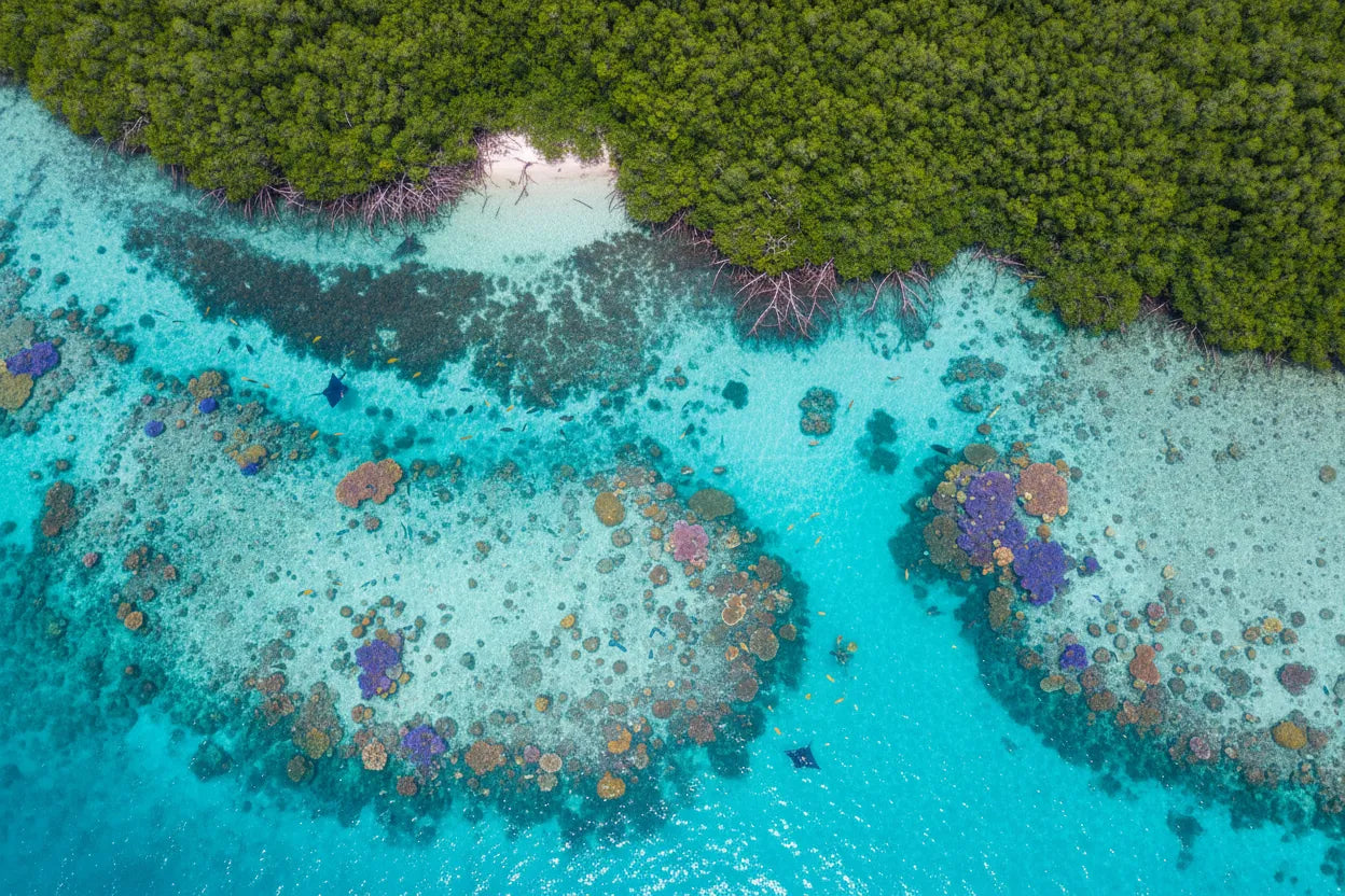 Planting Trees to Combat Climate Change with Dipaliz