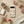 DipaliZ raccoon pattern phone case with raccoons and mushrooms on beige
