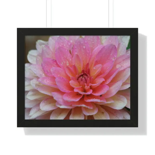 Dahlia Closeup Flower: Elegant Framed Poster for your Space - 20’’ x 16’’ / Black