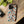 Tough Protective Phone Cases - Dog Print Extra Durability - Dipaliz - Mobile