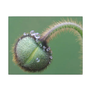 Poppy Bud Canvas Art Radial Pine Frame Dipaliz - 14″ x 11″ (horizontal) / 0.75’’ - Posters Prints & Visual Artwork