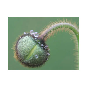 Poppy Bud Canvas Art Radial Pine Frame Dipaliz - 16″ x 12″ (horizontal) / 0.75’’ - Posters Prints & Visual Artwork