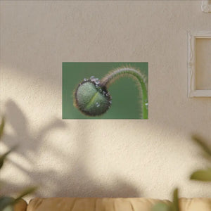 Poppy Bud Canvas Art Radial Pine Frame Dipaliz - 18″ x 12″ (horizontal) / 0.75’’ - Posters Prints & Visual Artwork