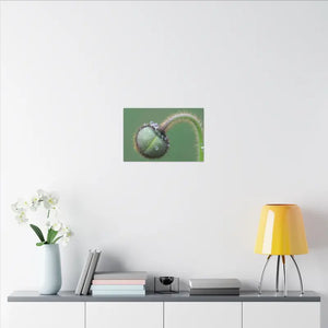 Poppy Bud Canvas Art Radial Pine Frame Dipaliz - Posters Prints & Visual Artwork