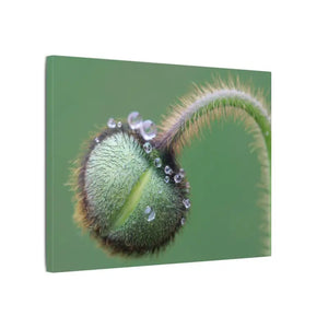 Poppy Bud Canvas Art Radial Pine Frame Dipaliz - Posters Prints & Visual Artwork