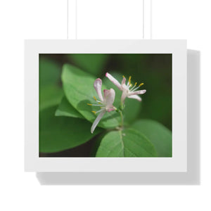 Framed Horizontal Poster - White Flowers Honeysuckle Art - Dipaliz - 14″ x 11″