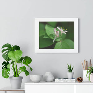 Framed Horizontal Poster - White Flowers Honeysuckle Art - Dipaliz