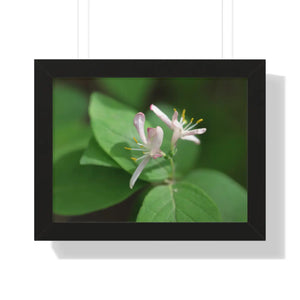 Framed Horizontal Poster - White Flowers Honeysuckle Art - Dipaliz - 16″ x 12″ / Black