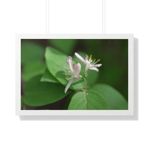 Framed Horizontal Poster - White Flowers Honeysuckle Art - Dipaliz - 30’’ x 20’’