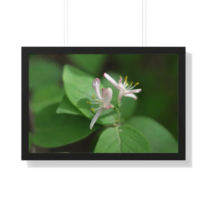 Framed Horizontal Poster - White Flowers Honeysuckle Art - Dipaliz - 30’’ x 20’’ / Black