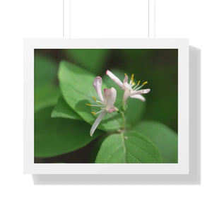 Framed Horizontal Poster - White Flowers Honeysuckle Art - Dipaliz - 20’’ x 16’’