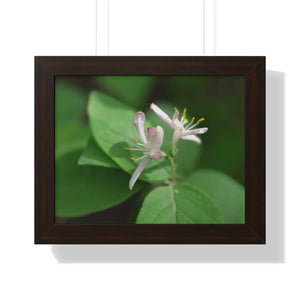 Framed Horizontal Poster - White Flowers Honeysuckle Art - Dipaliz - 14″ x 11″ / Walnut