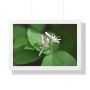 Framed Horizontal Poster - White Flowers Honeysuckle Art - Dipaliz - 24″ x 16″
