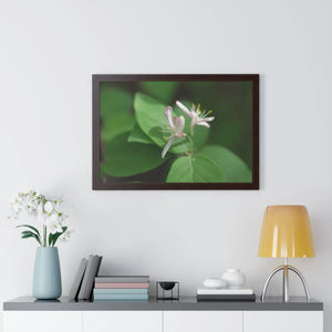 Framed Horizontal Poster - White Flowers Honeysuckle Art - Dipaliz