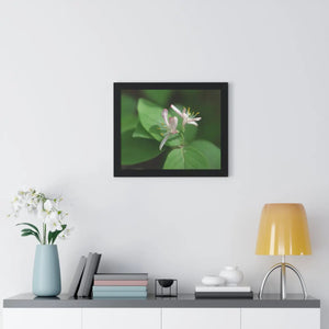 Framed Horizontal Poster - White Flowers Honeysuckle Art - Dipaliz