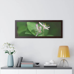 Framed Horizontal Poster - White Flowers Honeysuckle Art - Dipaliz