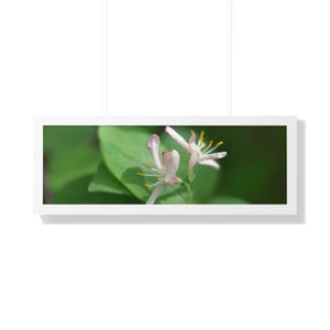 Framed Horizontal Poster - White Flowers Honeysuckle Art - Dipaliz