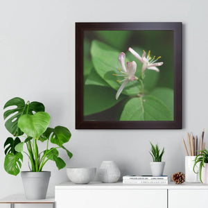 Framed Horizontal Poster - White Flowers Honeysuckle Art - Dipaliz