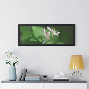 Framed Horizontal Poster - White Flowers Honeysuckle Art - Dipaliz