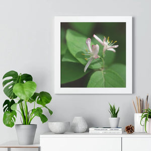 Framed Horizontal Poster - White Flowers Honeysuckle Art - Dipaliz