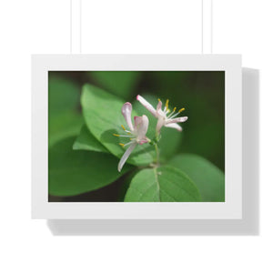 Framed Horizontal Poster - White Flowers Honeysuckle Art - Dipaliz - 16″ x 12″