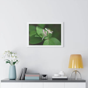 Framed Horizontal Poster - White Flowers Honeysuckle Art - Dipaliz
