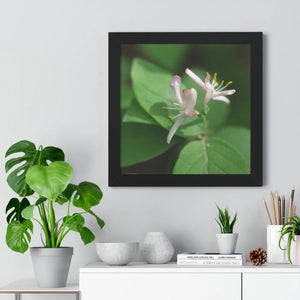 Framed Horizontal Poster - White Flowers Honeysuckle Art - Dipaliz