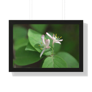 Framed Horizontal Poster - White Flowers Honeysuckle Art - Dipaliz