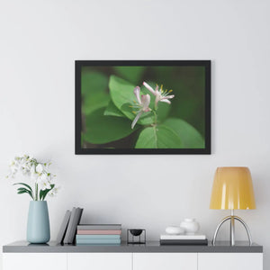 Framed Horizontal Poster - White Flowers Honeysuckle Art - Dipaliz
