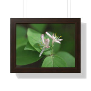 Framed Horizontal Poster - White Flowers Honeysuckle Art - Dipaliz - 16″ x 12″ / Walnut