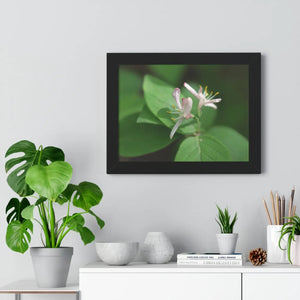 Framed Horizontal Poster - White Flowers Honeysuckle Art - Dipaliz
