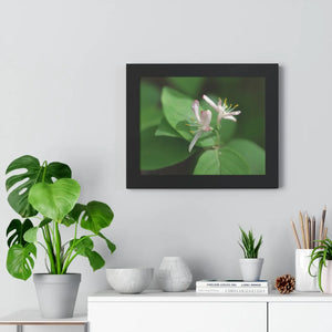 Framed Horizontal Poster - White Flowers Honeysuckle Art - Dipaliz