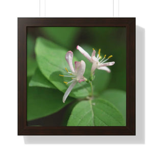 Framed Horizontal Poster - White Flowers Honeysuckle Art - Dipaliz - 16″ x / Walnut