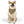 Trendy Pet Bandana Collar - Designer Print - Dipaliz - Collars & Harnesses