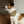 Trendy Pet Bandana Collar - Designer Print - Dipaliz - Collars & Harnesses
