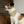 Furry Pet Bandana Collar - Durable Polyester Style - Dipaliz - Collars & Harnesses