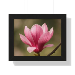Pink Magnolia Wall Art Framed Poster Decor - Dipaliz - 14″ x 11″ / Black - Posters Prints & Visual Artwork