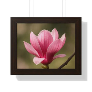 Pink Magnolia Wall Art Framed Poster Decor - Dipaliz - 14″ x 11″ / Walnut - Posters Prints & Visual Artwork