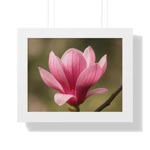 Pink Magnolia Wall Art Framed Poster Decor - Dipaliz - 14″ x 11″ / White - Posters Prints & Visual Artwork