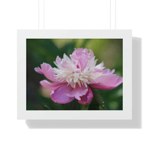 Vibrant Pink Peonies Framed Horizontal Poster - Dipaliz - Posters Prints & Visual Artwork