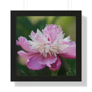Vibrant Pink Peonies Framed Horizontal Poster - Dipaliz - Posters Prints & Visual Artwork