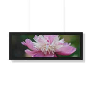Vibrant Pink Peonies Framed Horizontal Poster - Dipaliz - Posters Prints & Visual Artwork