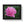 Poster - Pink Peony Flower Framed Horizontal - Dipaliz 14″ x 11″ / Black