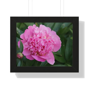 Poster - Pink Peony Flower Framed Horizontal - Dipaliz 14″ x 11″ / Black