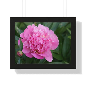 Poster - Pink Peony Flower Framed Horizontal - Dipaliz 16″ x 12″ / Black